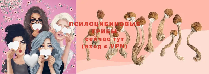 Псилоцибиновые грибы Psilocybe Канск